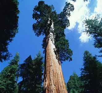 Sequoia si Pohon Raksasa