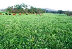 Memandang Rumput Hijau, Obat Stres Paling Mujarab