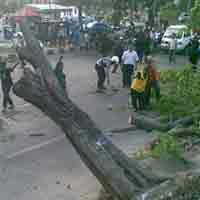 Pohon Tumbang Akibat Hujan Deras Disertai Angin di Jakarta