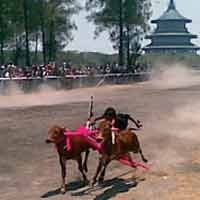 Wisatawan Asing Terpesona Karapan Sapi 