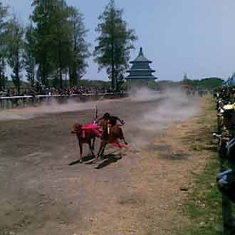 Karapan Sapi di Surabaya