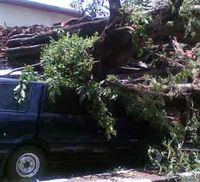 Pohon Tumbang Timpa Mobil