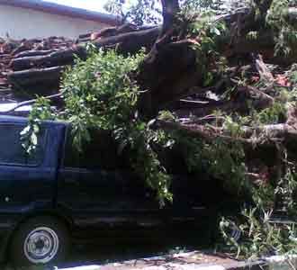 Pohon Tumbang Timpa Mobil