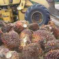 Produksi Sawit Sampoerna Agro Tumbuh 86,5%