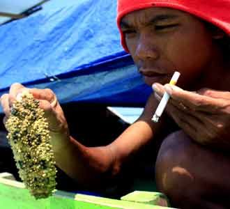 Balada Pencari Ulat Laut Karimun Jawa