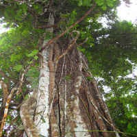 Foto Satelit Google Bantu Selamatkan Hutan Indonesia