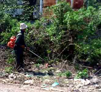 Tumbuhan Liar di Gasibu Dibersihkan