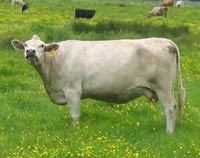 Dukung BTS Hijau, Tifatul Berdayakan Kotoran Sapi