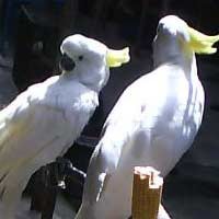 Perdagangan Satwa Langka di Jatim Masih Tinggi