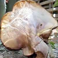 Jamur Mirip Kepala Sapi Gemparkan Warga Pamekasan