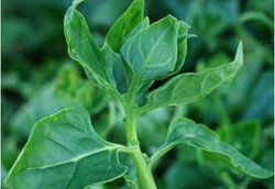 5 Makanan Penghilang Stres