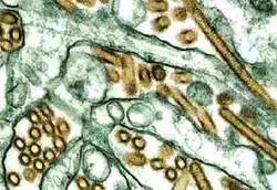 Tidak Ada Jual Beli Virus