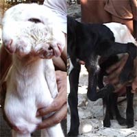  Kambing Berkepala 2 dan Kambing Berkaki 8 Gegerkan Jawa Timur 