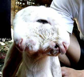 Kambing Berkepala 2 Gegerkan Warga