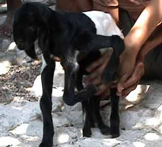 Kambing Aneh Berkaki 8