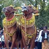 Sapi Sonok Berlenggak-lenggok Bak Peragawati