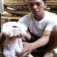 Kambing Kepala Dua Dianggap Titisan Dewa