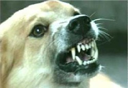 Pertolongan Pertama Jika Digigit Hewan Rabies