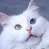 Nyawa Sopir Angkot Melayang Saat Selamatkan Seekor Kucing