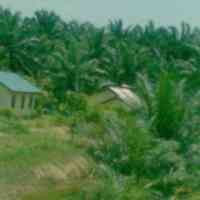 BW Plantation Bidik Pertumbuhan Produksi CPO 20%