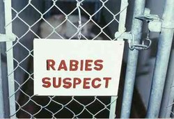 Kapan Indonesia Bebas Rabies? 