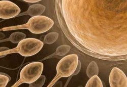 Donor Sperma Cacat Lahirkan Anak Kelainan Jantung