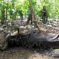 3 Banteng di Taman Nasional Alas Purwo Ditemukan Mati