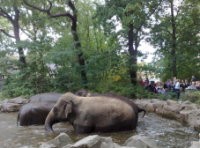 Kebon Binatang Berlin dan Hewan Selebriti 