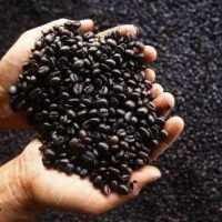 Orang Korea Tergila-gila Kopi Luwak Indonesia