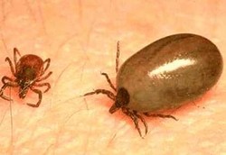 Lyme, Teror Penyakit dari Bakteri Kutu