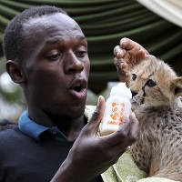 Manusia Tercepat Adopsi Hewan Tercepat