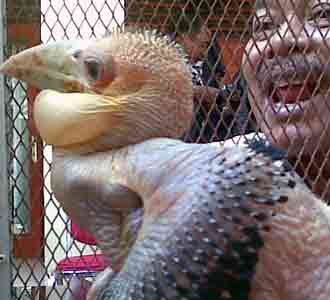 3 Satwa Liar Diamankan