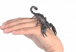 Pengobatan Seram yang Bisa Jadi Mujarab