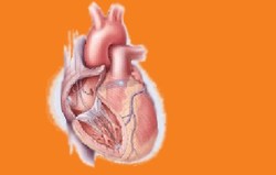 Membranous Nephropathy