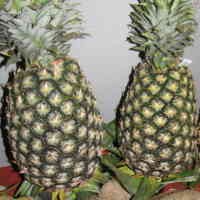 Iran Kepincut Nanas Indonesia