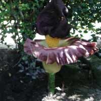 Bunga Bangkai Mekar di Lumajang, Warga Mengaku Mual dan Pusing