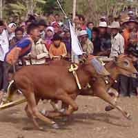 Berharap Hujan, Warga Sumenep Gelar Karapan Sapi
