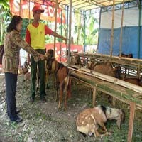 Jelang Idul Adha, Marak Pedagang Kambing