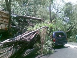 Kendaraan Tertimpa Pohon Tumbang, Pemprov Beri Ganti Rugi Rp 10 Juta