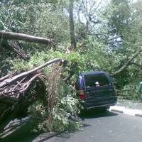 Kendaraan Tertimpa Pohon Tumbang, Pemprov Beri Ganti Rugi Rp 10 Juta