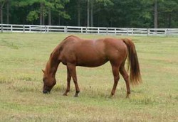 Penderita Zoophilia Ketahuan Bercinta dengan Kuda