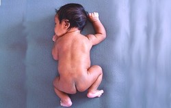 Bintik Biru Mongolia