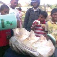 Fosil Kerang Raksasa Gegerkan Warga  Situbondo 
