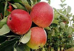 Apel Tahan Lama dan Tahan Hama