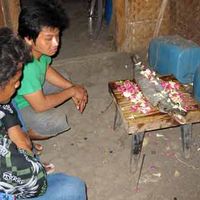 Ikan Berkepala Buaya Temuan Warga
