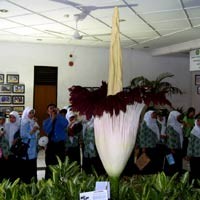 Bunga Bangkai Raksasa di Mekarsari
