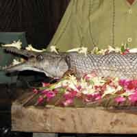 Warga Bergantian Mimpi Dikejar Ikan Berkepala Buaya