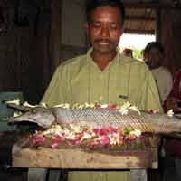 Ikan Berkepala Buaya Juga Pernah Ditemukan di Bogor