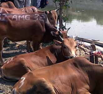 Pedagang Hewan Kurban Mulai Marak