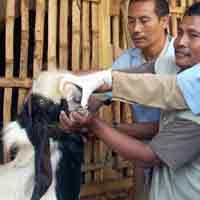 Masyarakat Diminta Waspadai 3 Penyakit Menular Pada Kambing